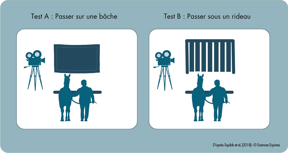 Tableau illustrant les deux tests ayant été effectués sur les chevaux - Test A : passer sur une bâche et Test B : passer sous un rideau.