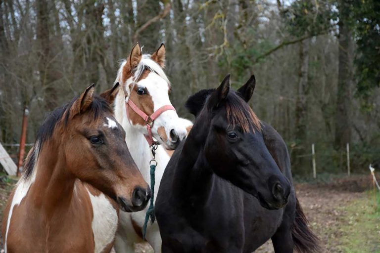 Trois chevaux dans un pré