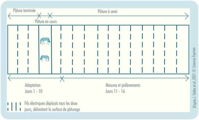 Figure illustrant le protocole de délimitation des parcelles. Les binômes de chevaux sont maintenus dans une partie de leur parcelle grâce à deux fils électriques déplaçables. Tous les deux jours, les fils sont décalés, permettant aux chercheurs de contrôler précisément et d’ajuster la hauteur de l’herbe offerte quotidiennement aux chevaux.