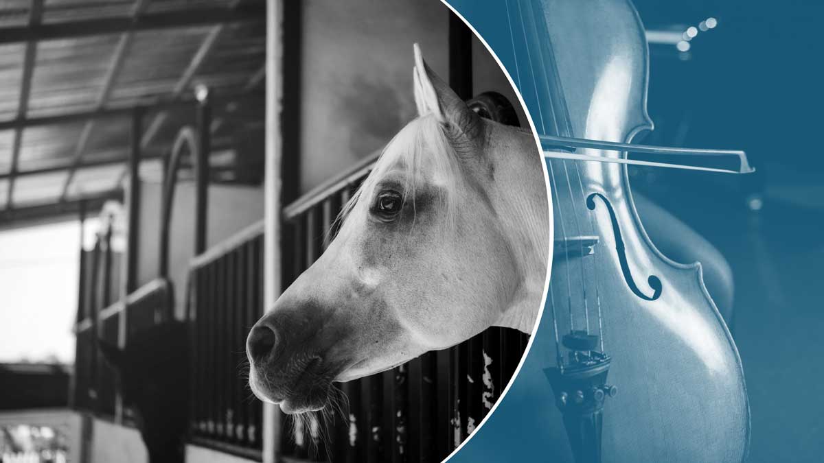 Effets de la diffusion de musique classique sur le comportement des chevaux en box