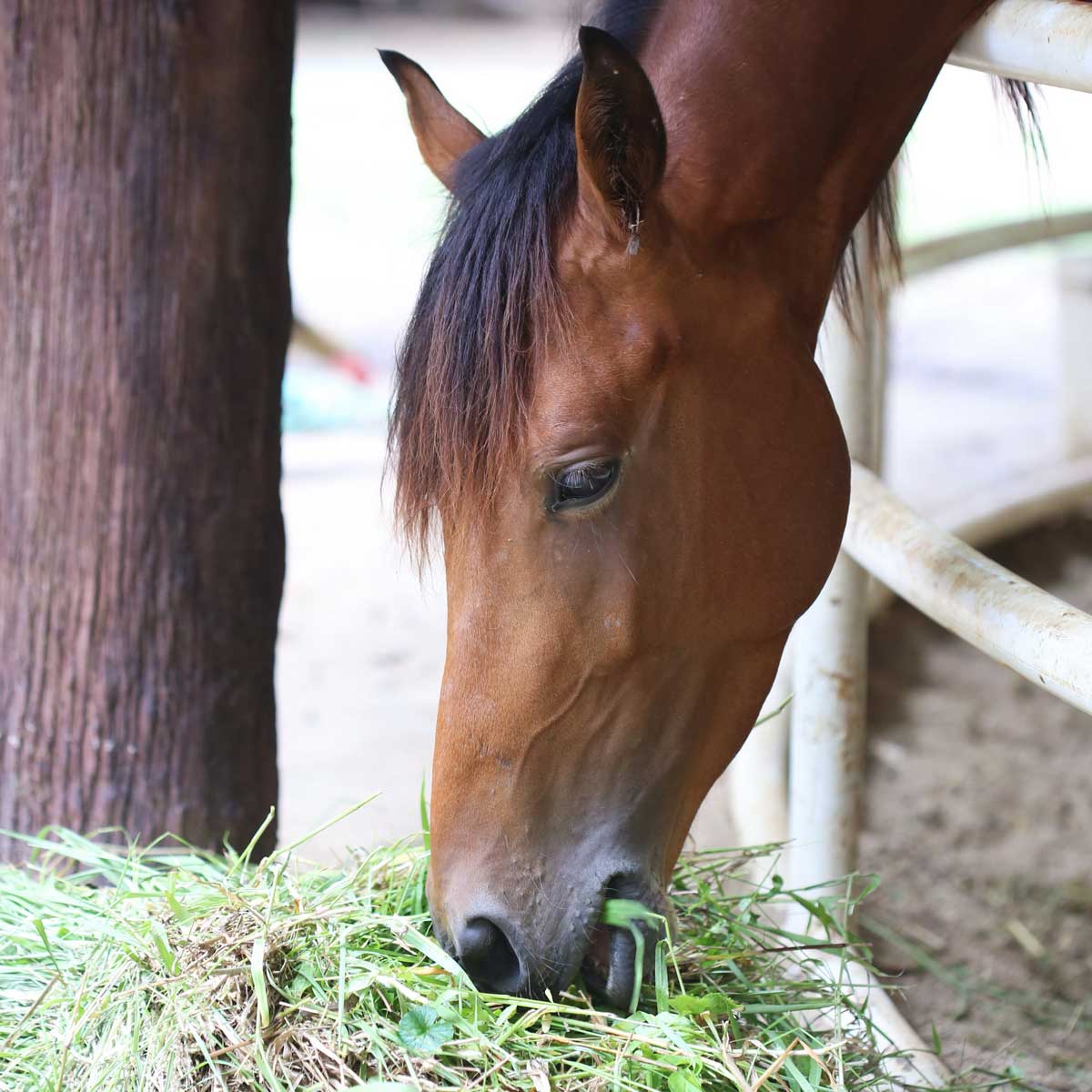 Alimentation équine
