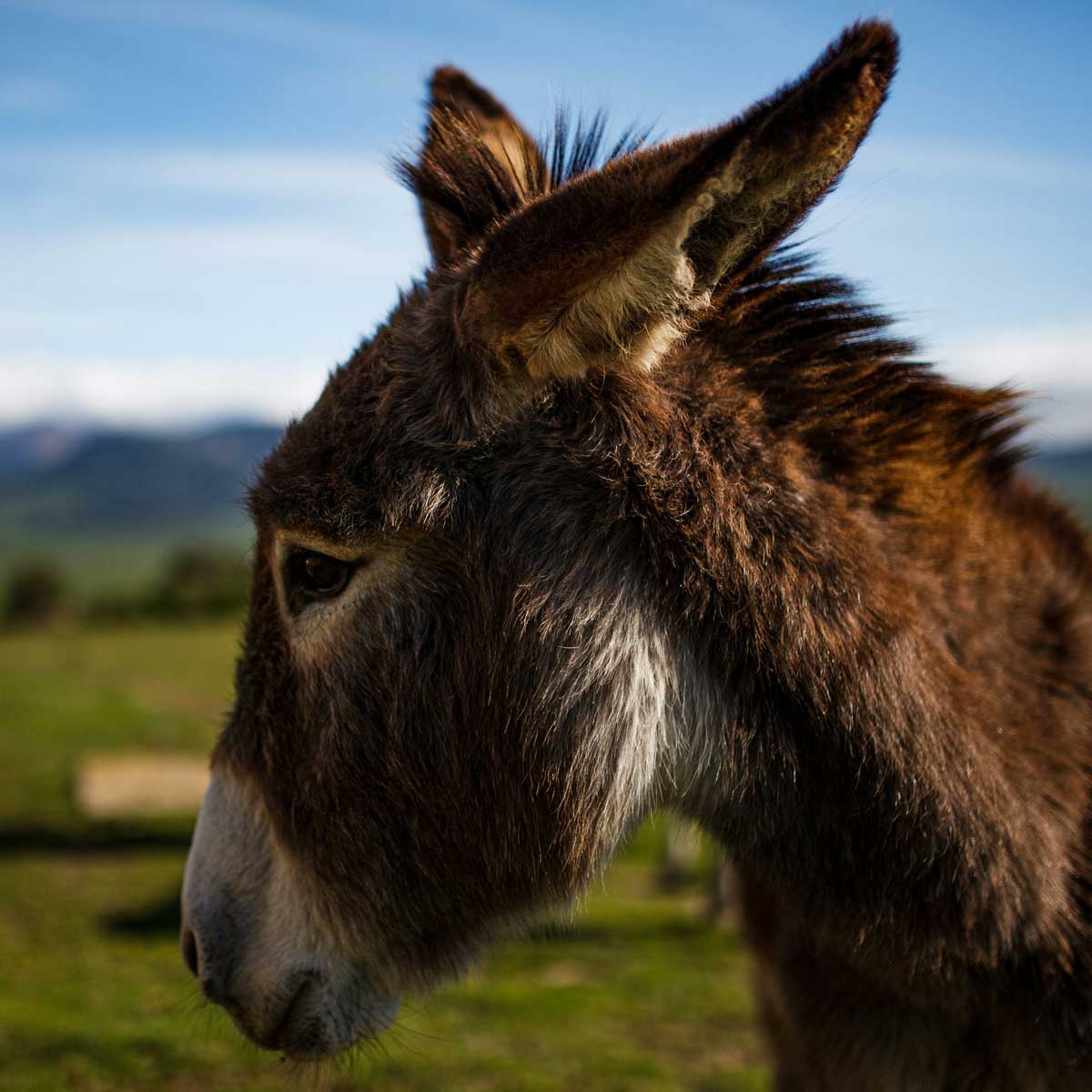 Alimentation équine
