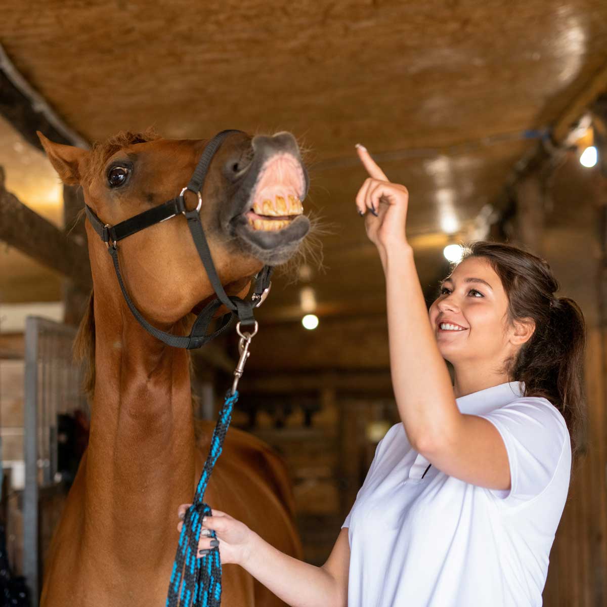 Alimentation équine
