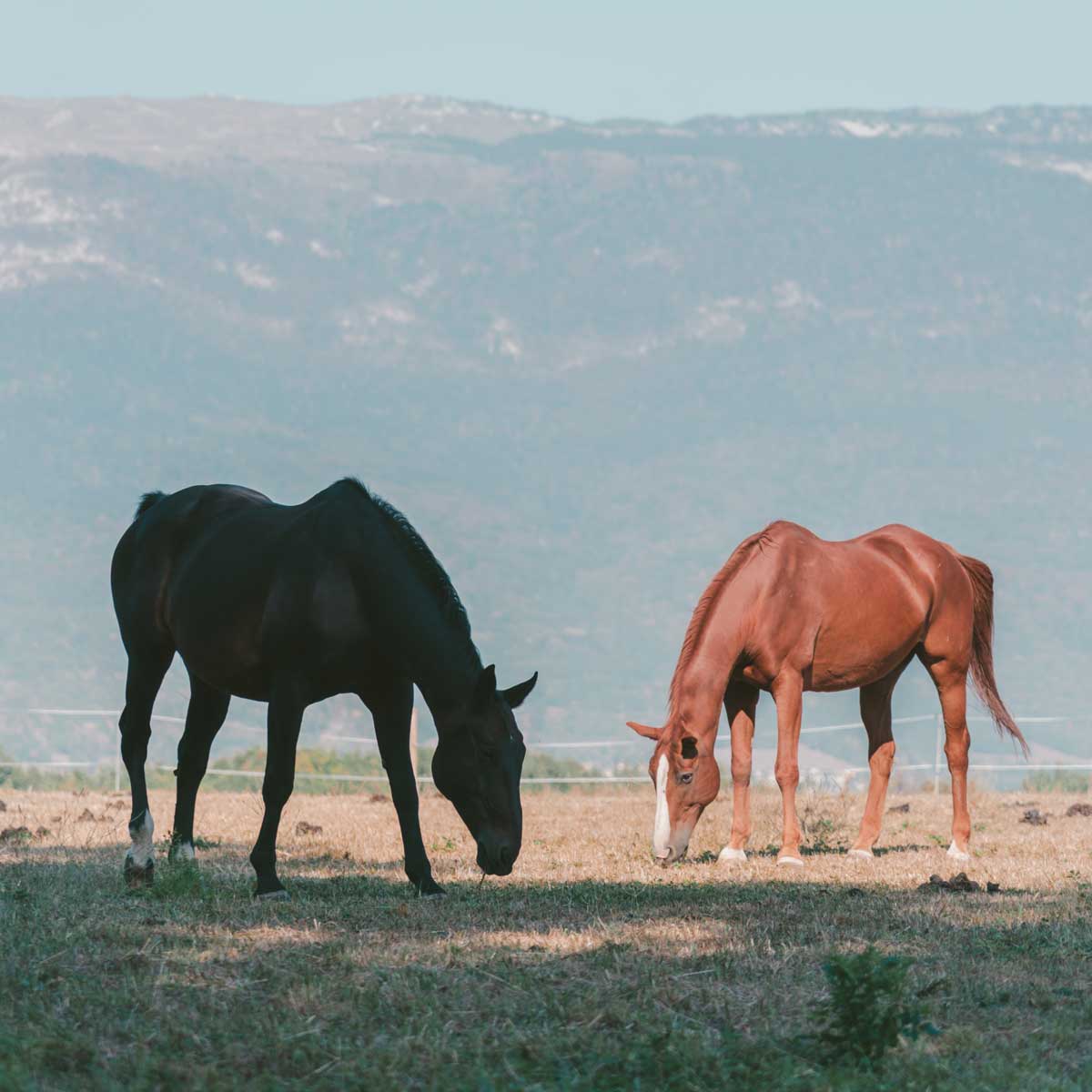 Alimentation équine
