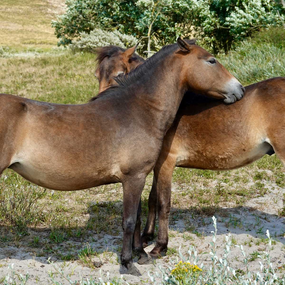 Alimentation équine
