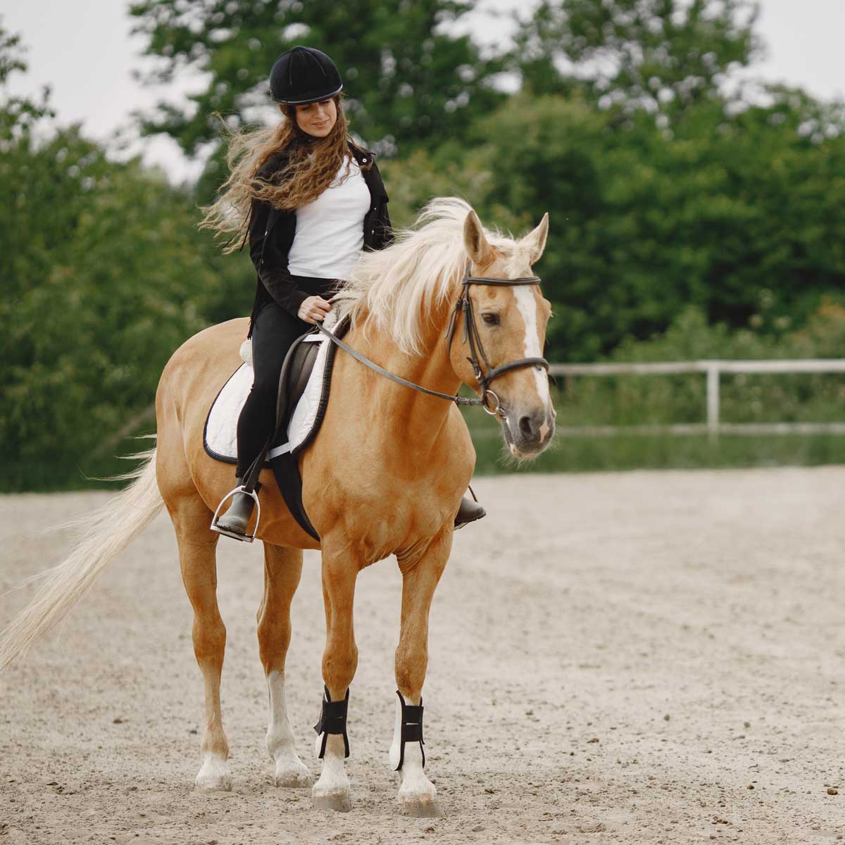 Alimentation équine
