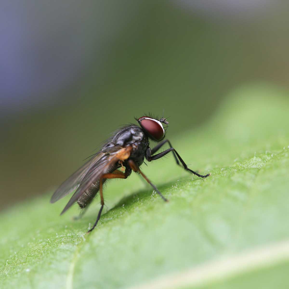 Alimentation équine
