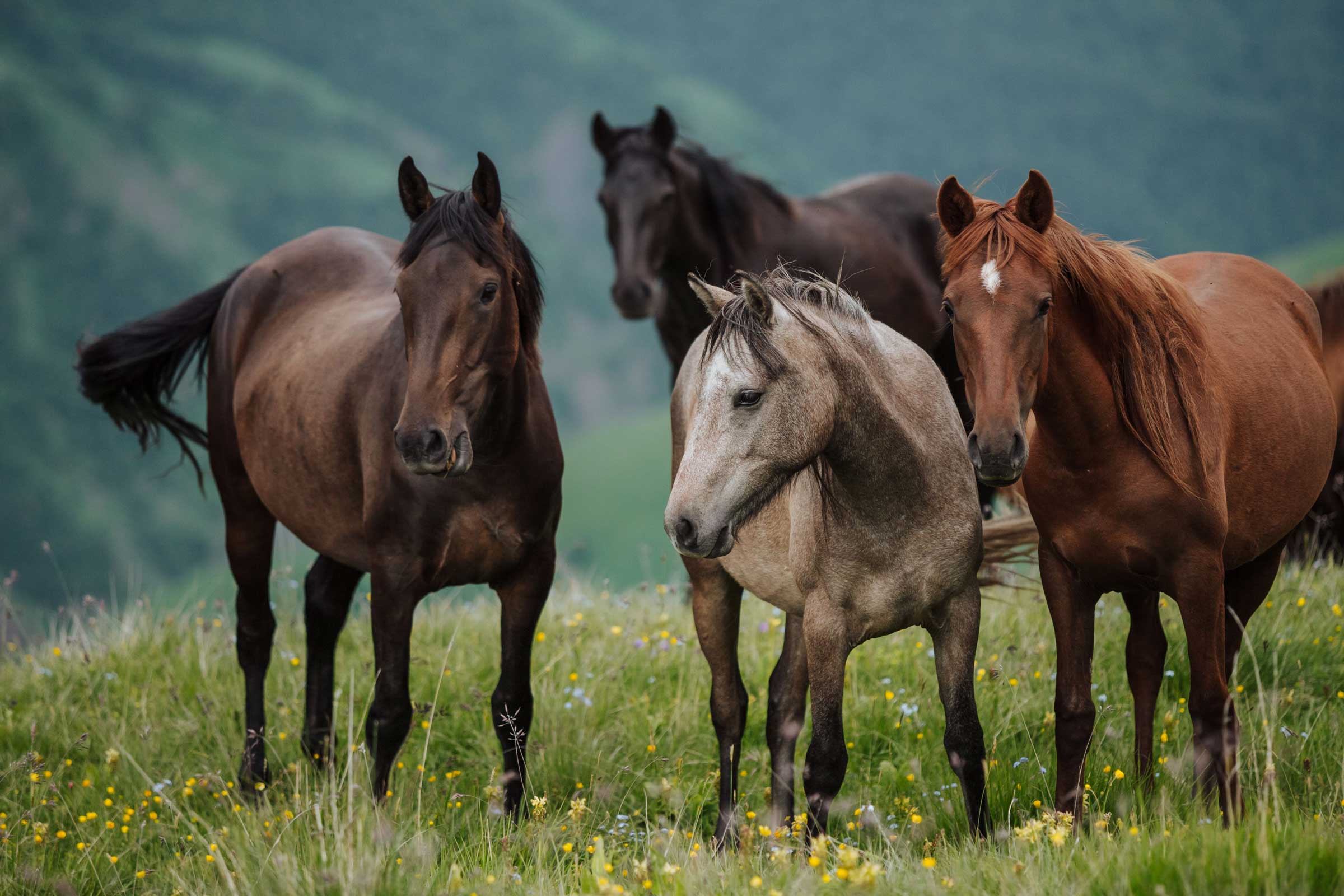 Charlotte Becht, présidente de l'ADSE