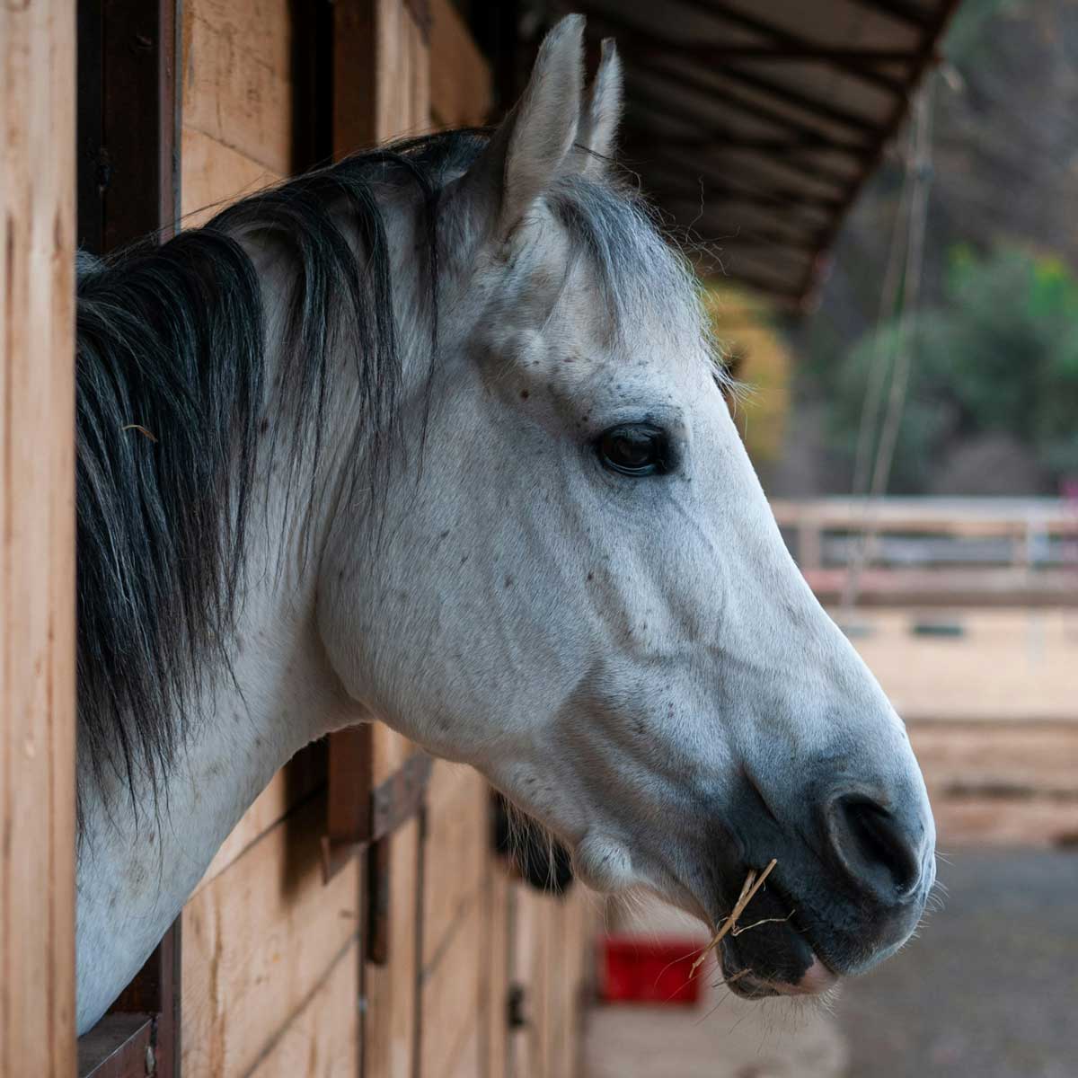 Alimentation équine
