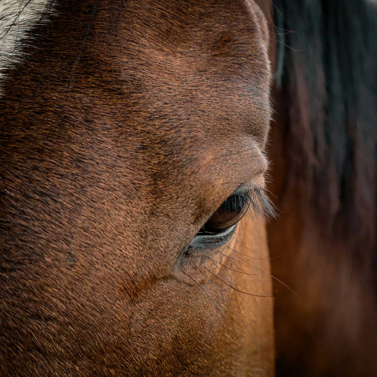 Alimentation équine
