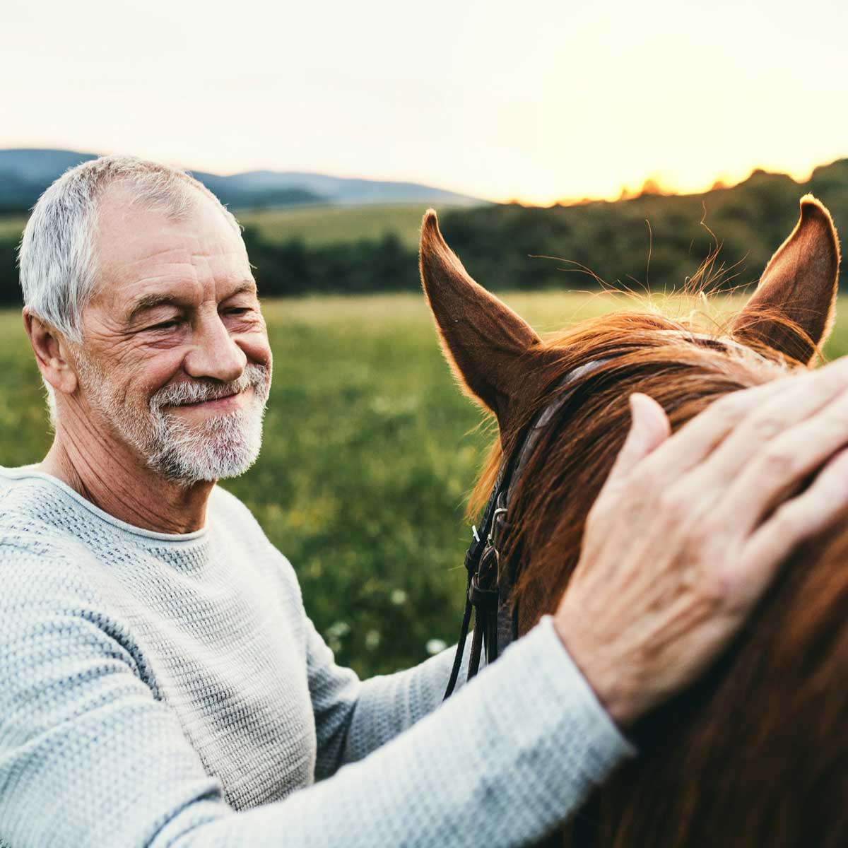 Alimentation équine
