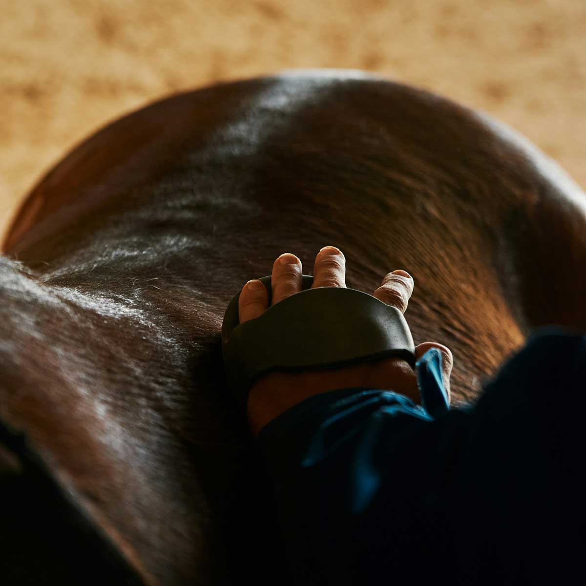 Alimentation équine
