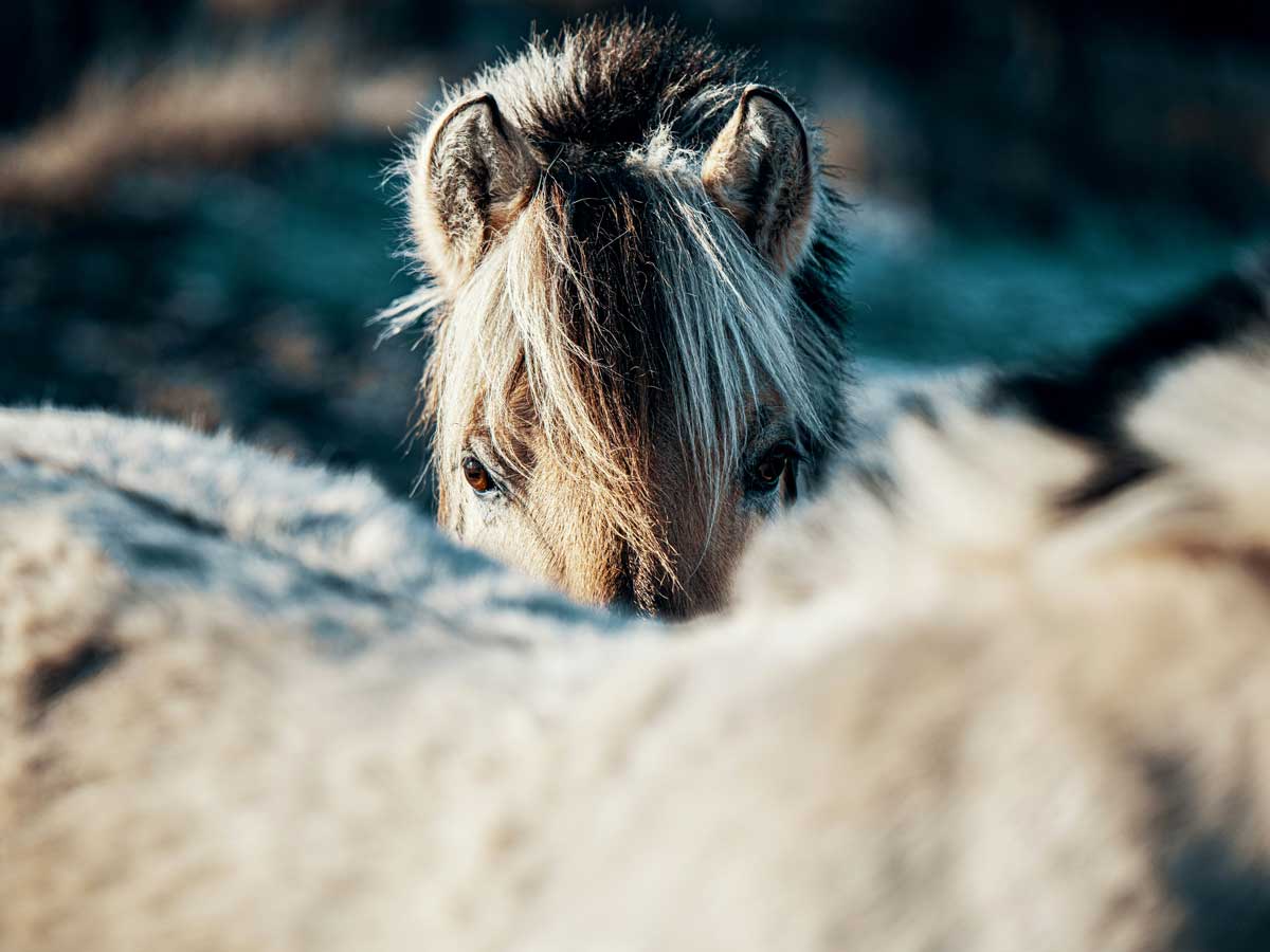Groupe communication de l'Association pour le Développement des Sciences Équines