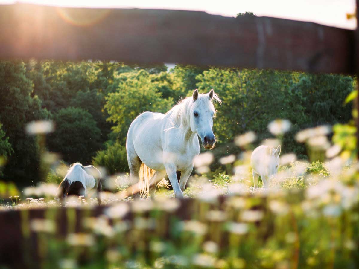 Le groupe patûres et biodiversité