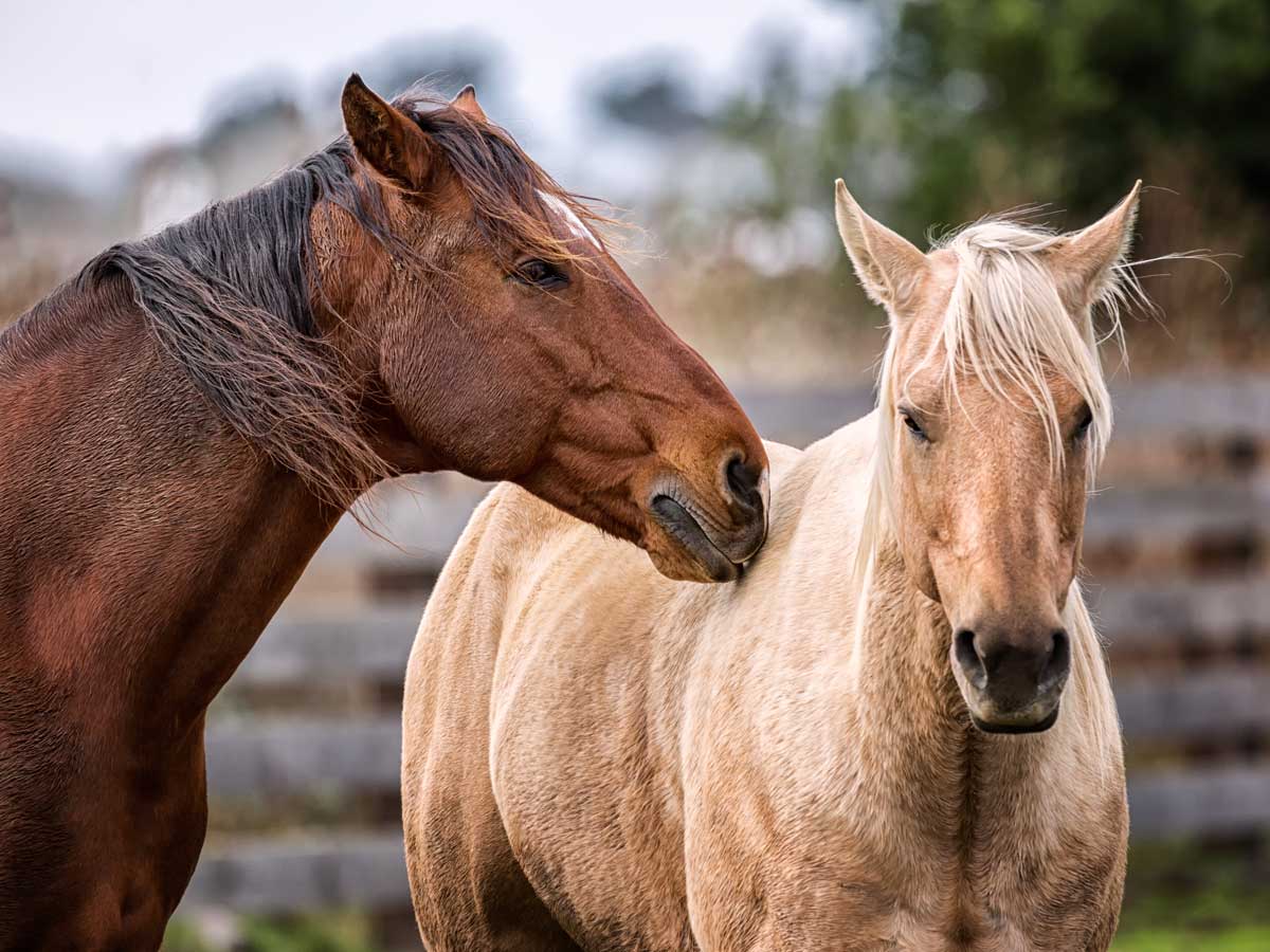 Le Groupe Vulgarisation de l'Association pour le Développement des Sciences Équines
