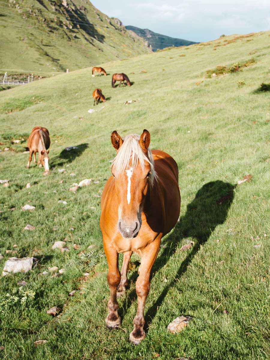 Groupe de chevaux au pré