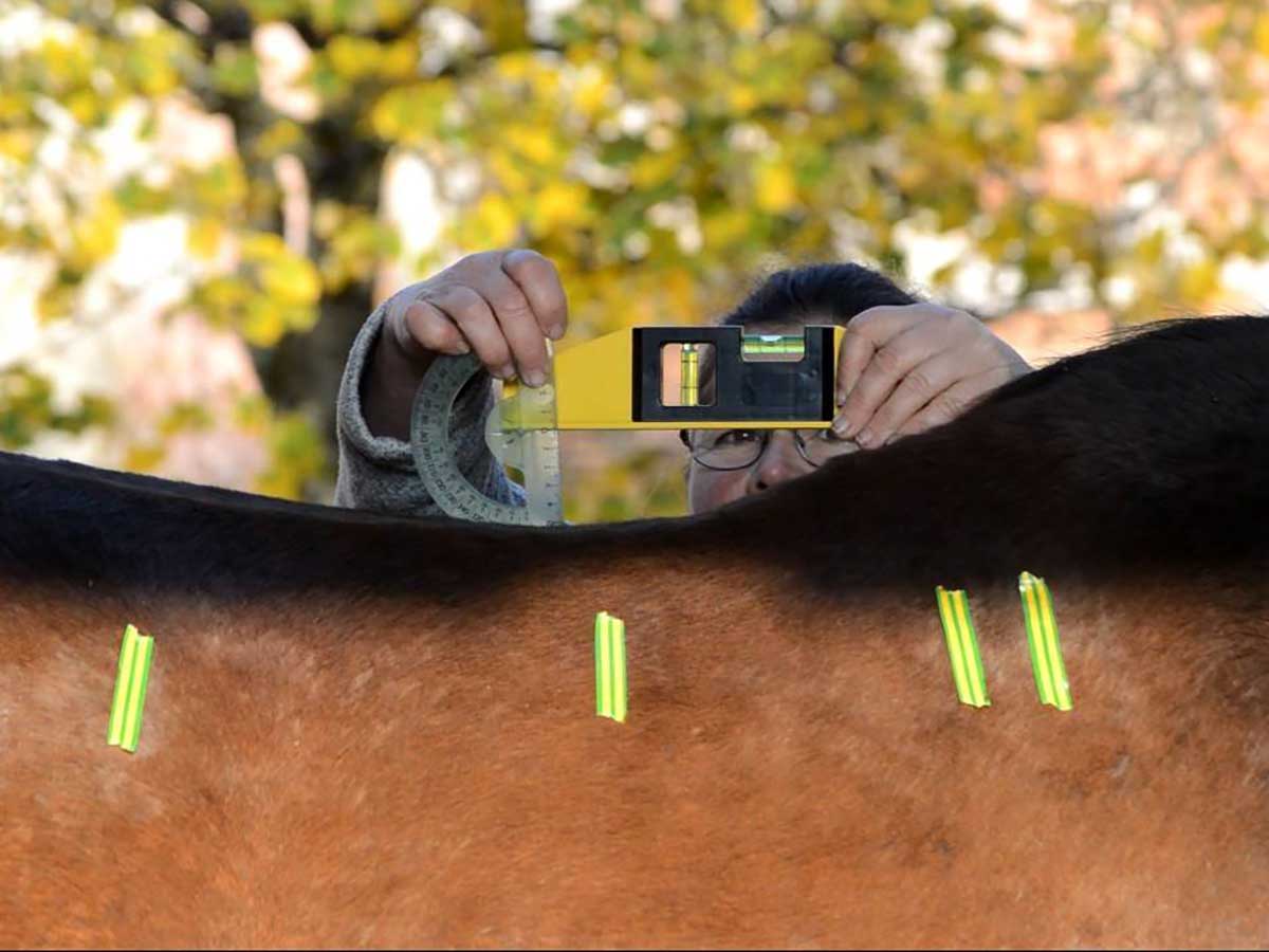 Recherche participative en sciences équines - Projet Typologie de dos