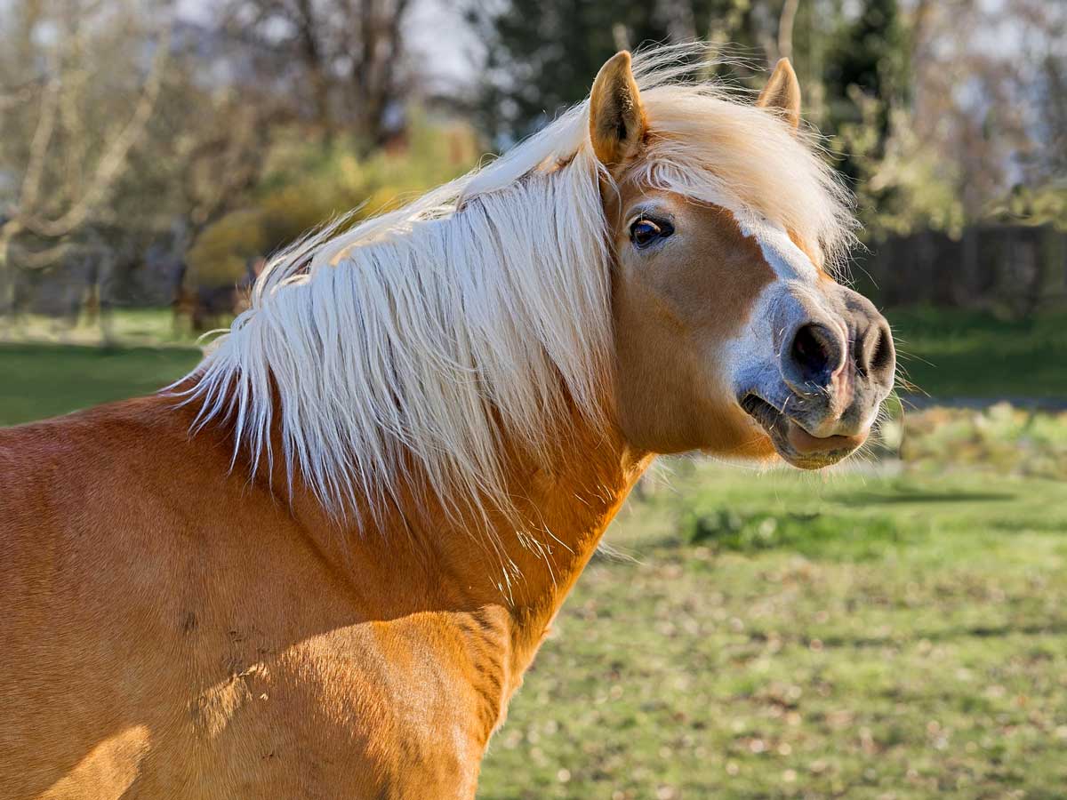 Cheval Haflinger
