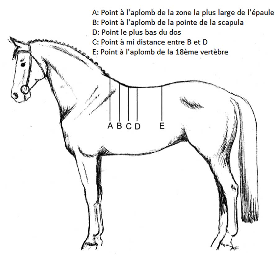 Schema des 5 repères de mesure du dos du cheval d'apère le protocole des allemands de BVFR