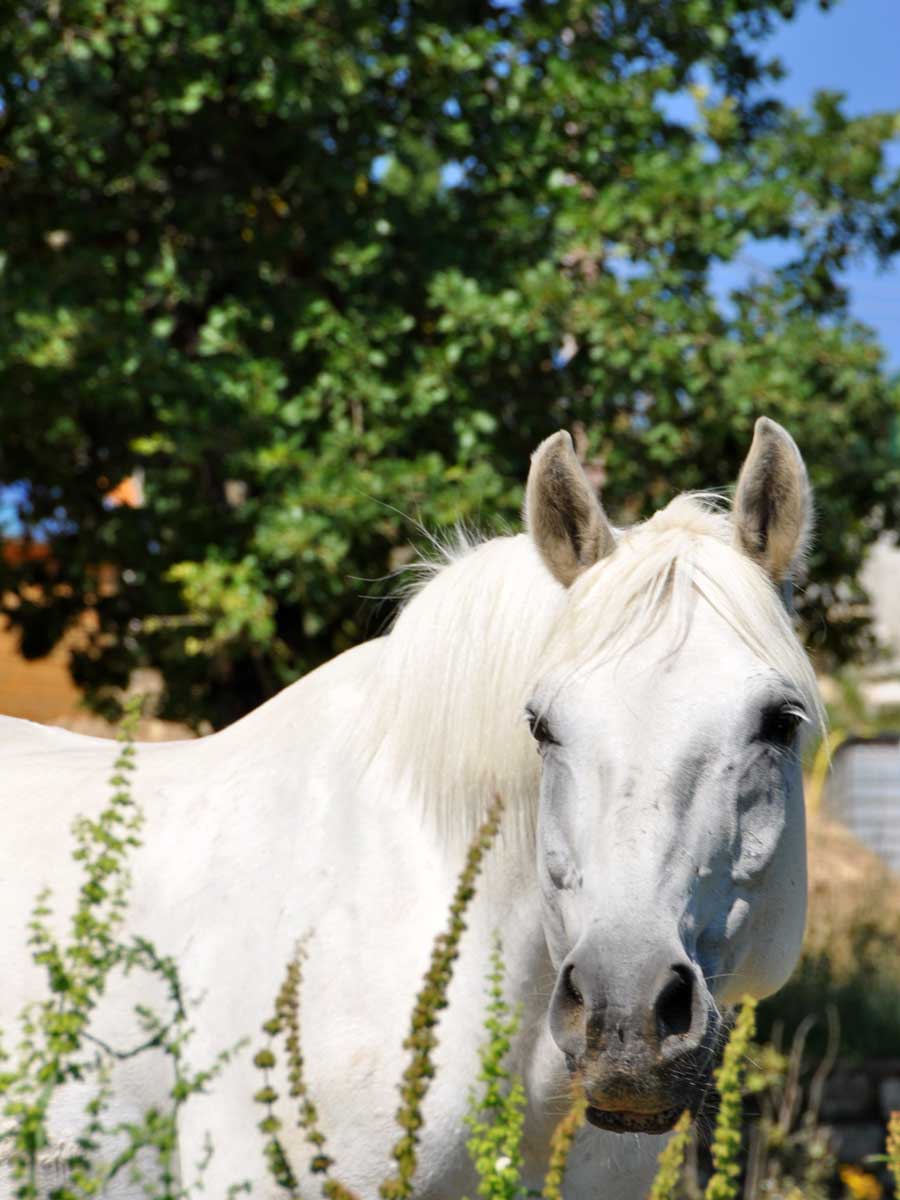 Cheval blanc au pré