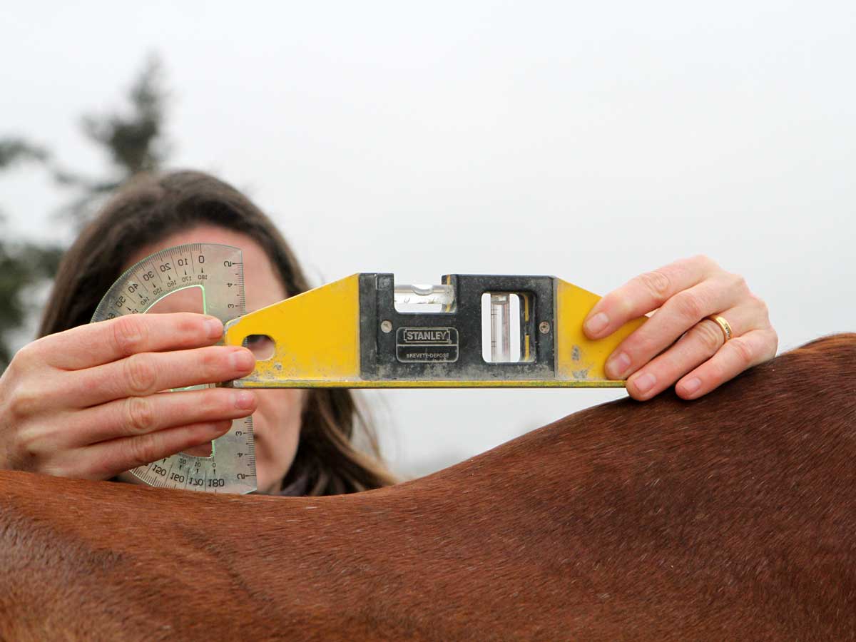 Mesure du dos d'un cheval pour le projet forme de dos