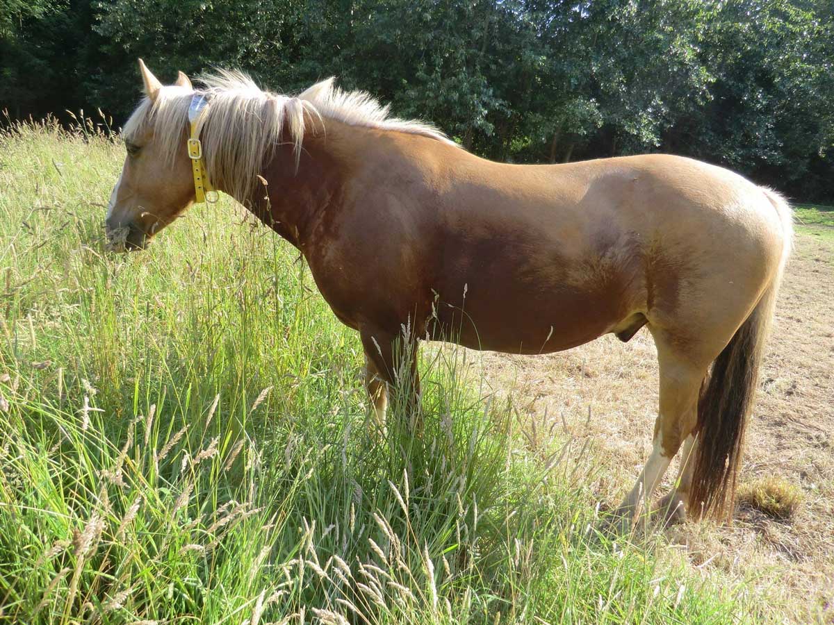 Cheval équipé d'un collier GPS pour le projet de recherche participative Hébergement & déplacements