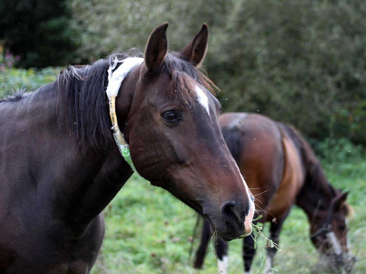 Chevaux avec un collier GPS pour le projet de recherche participative Hébergement et déplacements