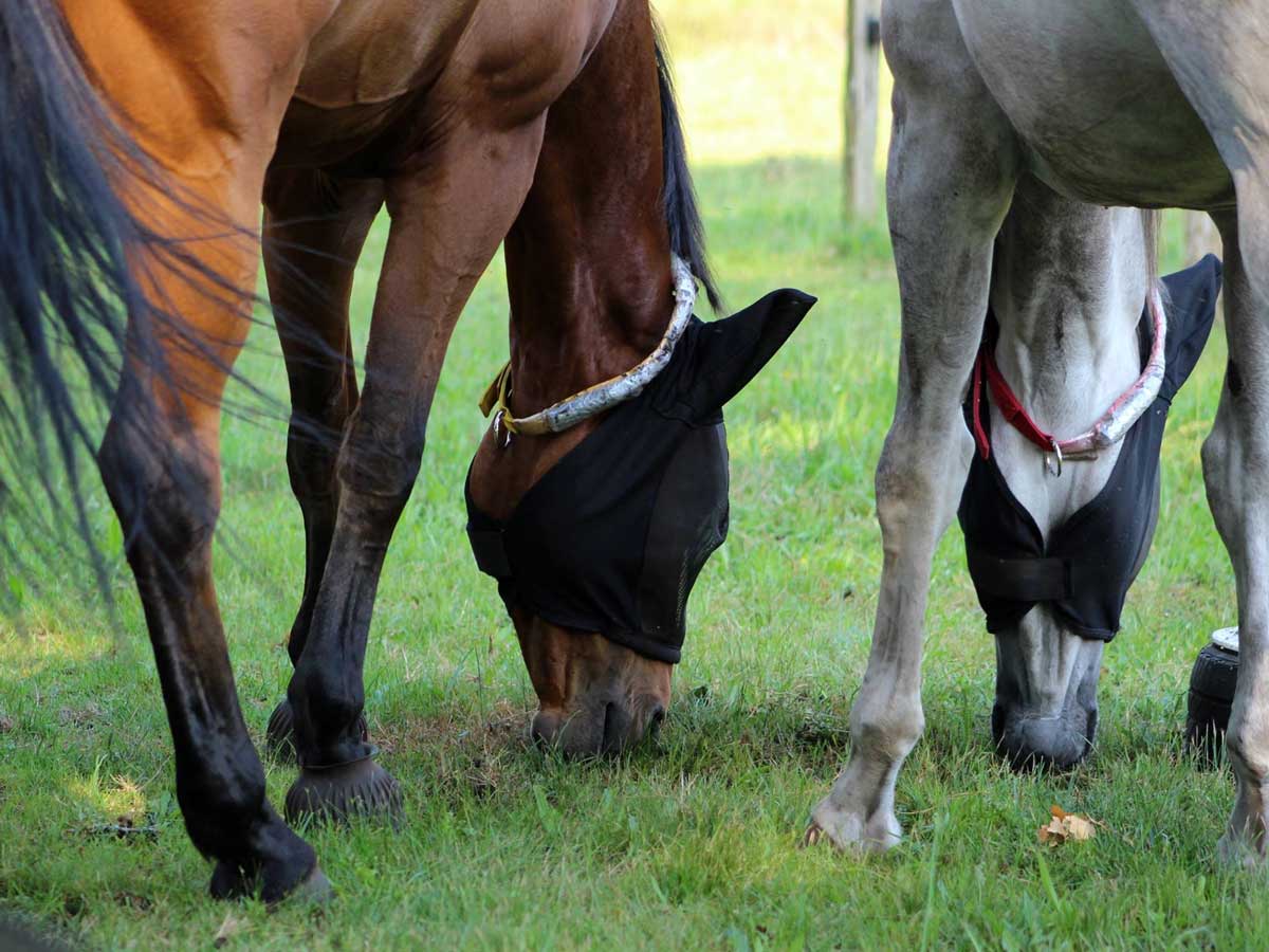 Deux chevaux équipés d'un GPS pour l'étude participative Hébergement et déplacements