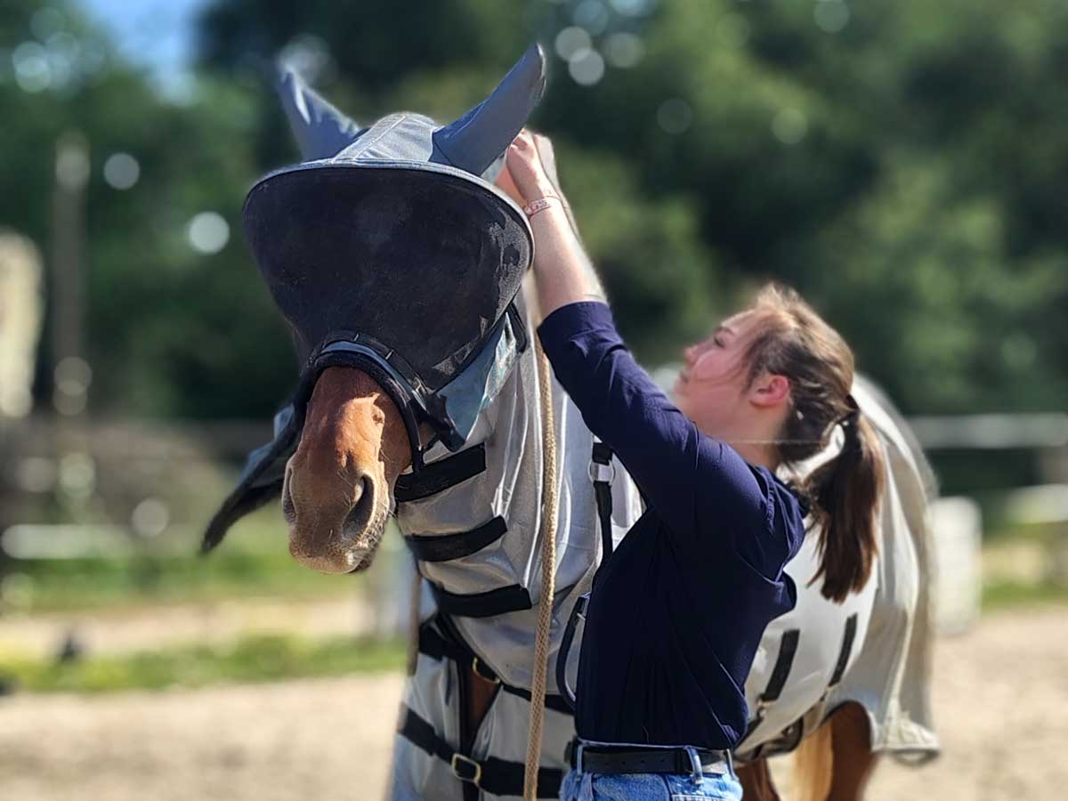 Pose du masque sur un cheval pour le projet de recherche masques et chevaux