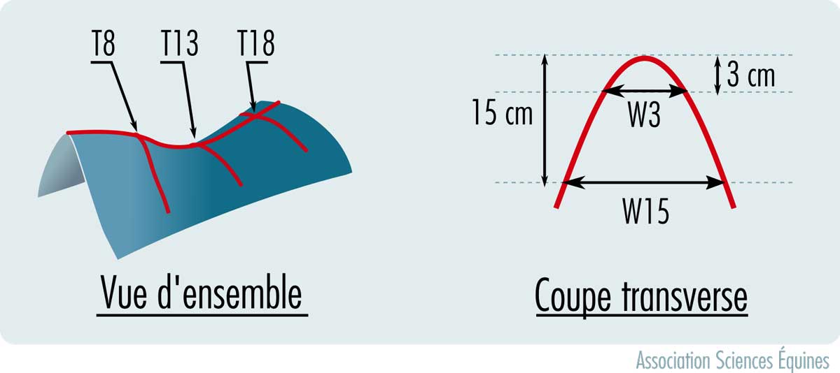 Prise de mesure du dos selon l'approche des anglais Greve et Dyson