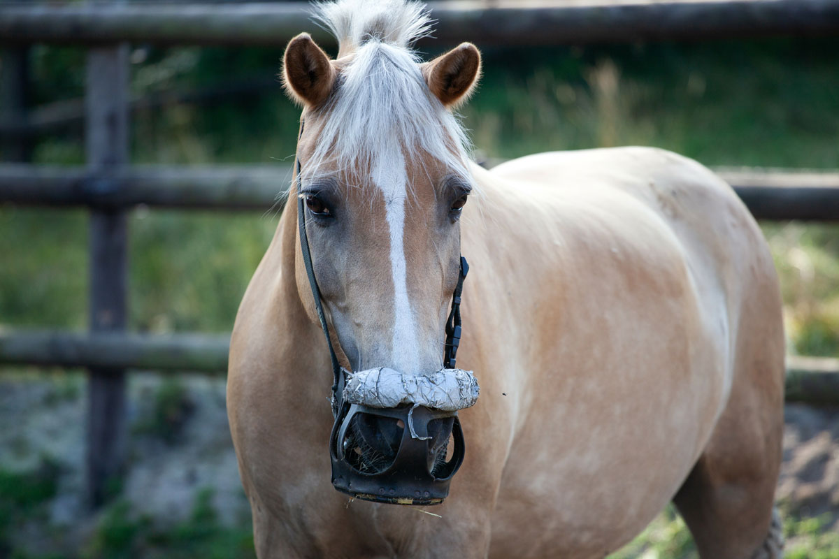 Effets du port d’un panier de pâture sur le comportement et le stress physiologique de chevaux miniatures hébergés au pré