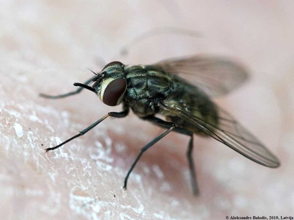 Photo en gros plan d'une mouche Stomoxys Calcitrans L.