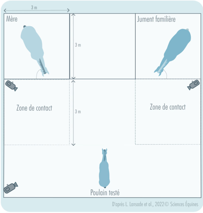Figure 1. Plan de la zone de test. Au moment du test, les deux juments (la mère du poulain testé et une autre jument familière) sont menées en main dans leur enclos. Les barrières permettent un contact physique entre le poulain et les juments. Le poulain est immédiatement mené en liberté vers la zone de test. Le test démarre immédiatement à son arrivée et dure 180 secondes.