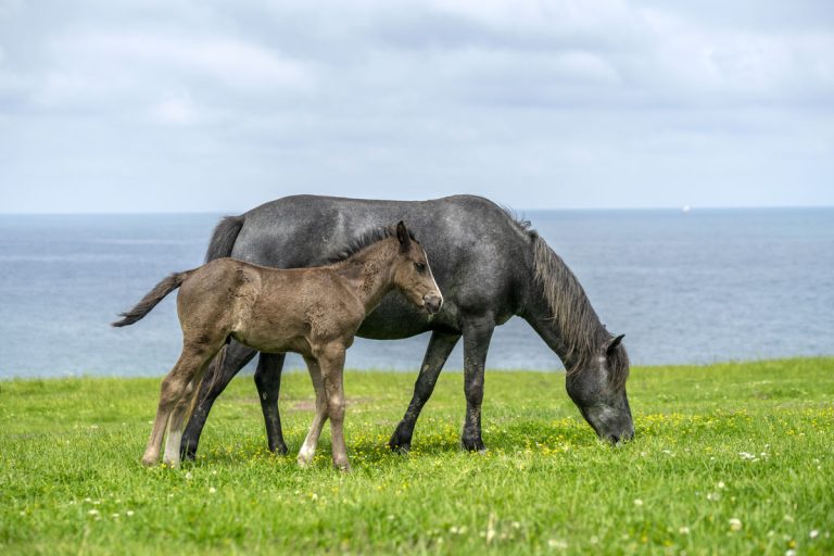 Une jument et son poulain en train de brouter dans une prairie avec la mer au loin.