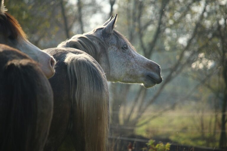 Un cheval en train d’hennir