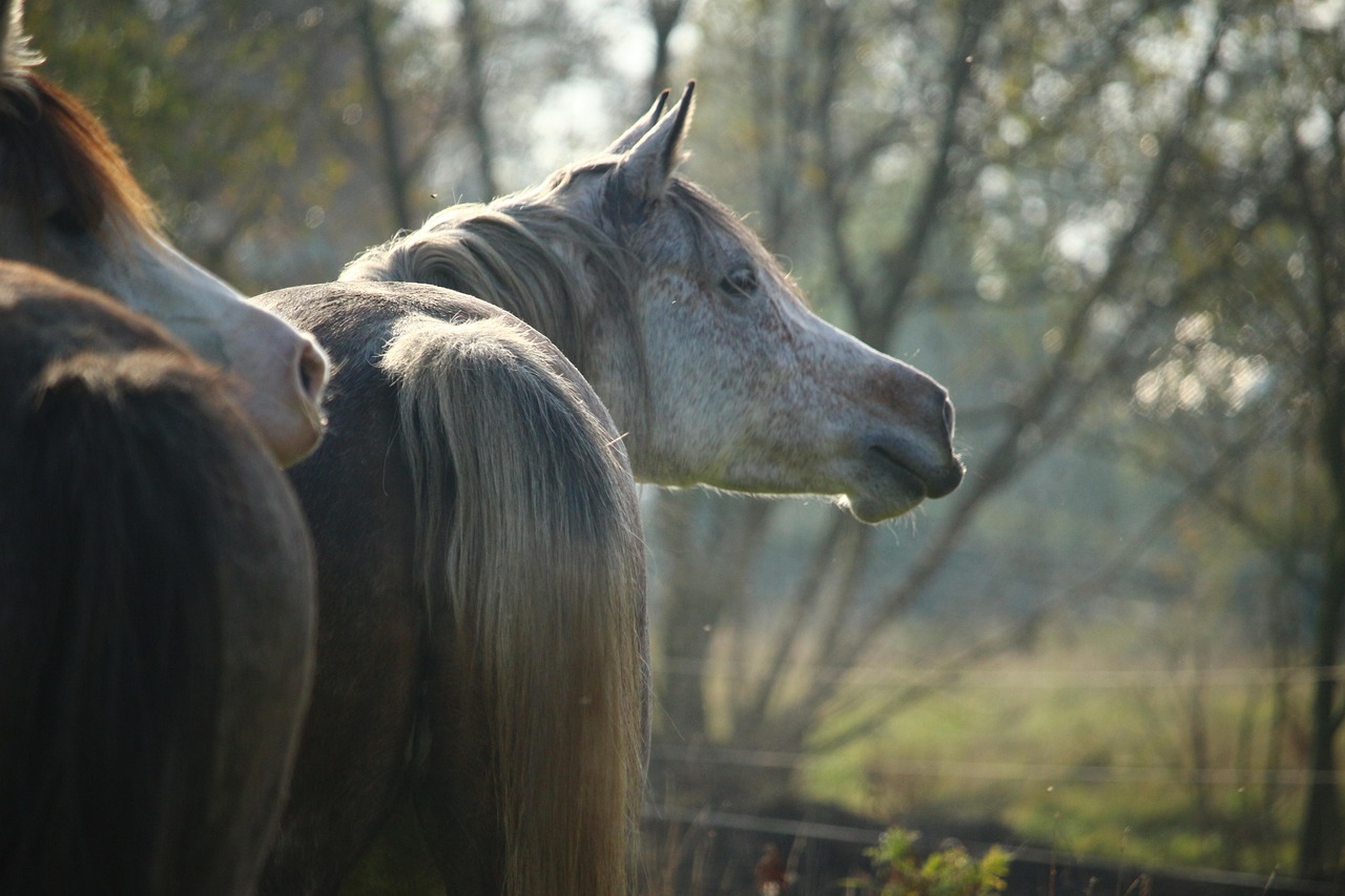 Capacité humaine à reconnaître les états affectifs ‘codés’ dans les hennissements de chevaux