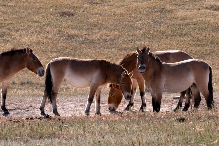 Chevaux de Przewalski